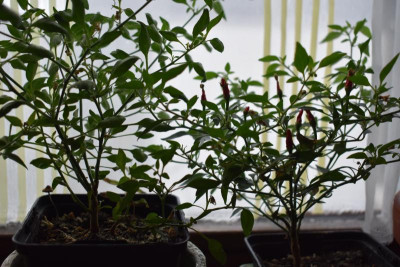 chili blumenstrauß 006.JPG
