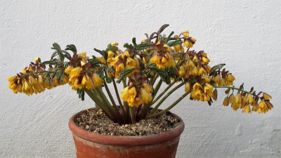 Gymnospermium albertii 18.02.20.JPG