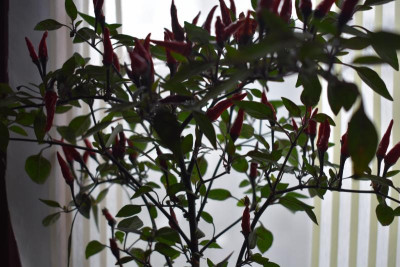 chili blumenstrauß 007.JPG