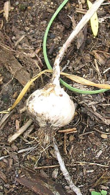 Knoblauch_fars_2007.jpg