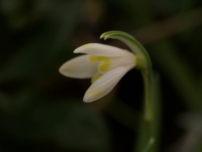 galanthus-ecusson-d'or_monksilver (2).jpg