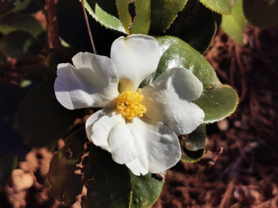 IMG_20200214_143930 Camellia yuhsienensis.jpg