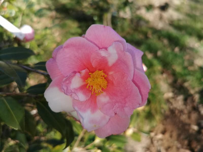 IMG_20200214_153631 Camellia X vernalis Egao.jpg
