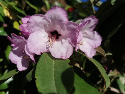 IMG_20200214_152047 Rhododendron ririei.jpg