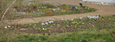 IMG_8632_Vorgarten_18Febr2020_.jpg