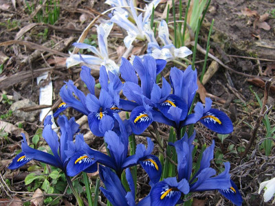 IMG_8589_Iris_18Febr2020_.jpg