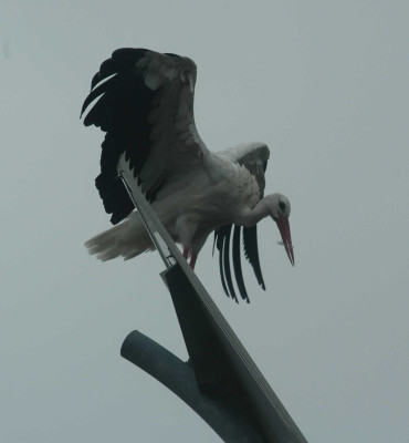 A4830a.JPG