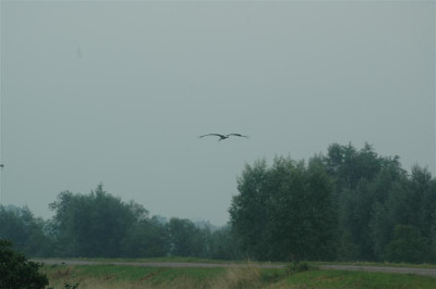 A4837_Medium.JPG