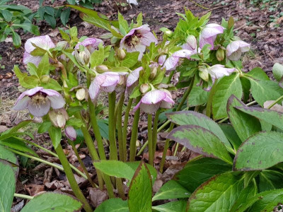Helleborus Poucke anemonenblütig_152137.jpg