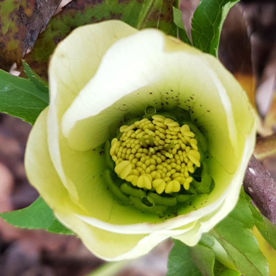 Helleborus Slg. Teichbeet_151836.jpg