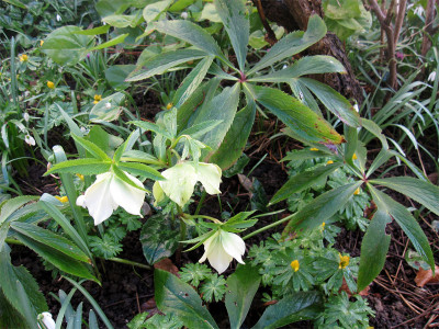 Helleborus-bocconei1.jpg