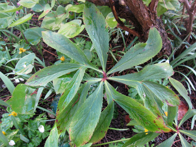 Helleborus-bocconei2.jpg