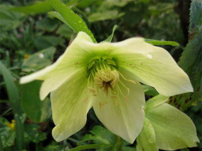 Helleborus-bocconei3.jpg