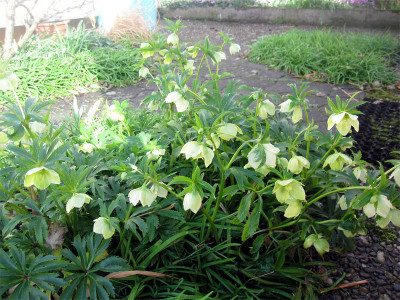 Helleborus-siculus1.jpg