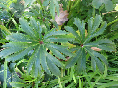 Helleborus-siculus2.jpg