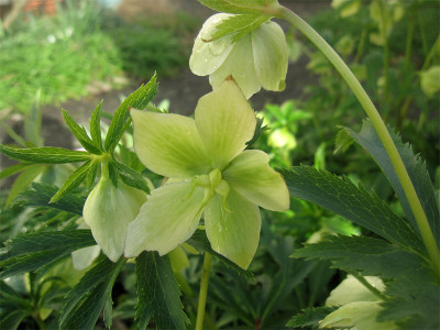 Helleborus-siculus3.jpg