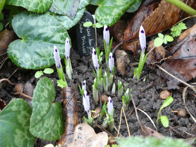2020-02-19 Crocus heuffelianus 'Snow Princess'.jpg