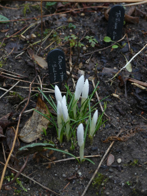 2020-02-19 Crocus tommasinianus 'Balkan White'.jpg