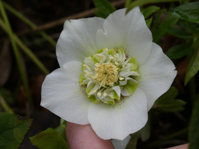 2020-02-19 Helleborus x hybridus 1.jpg