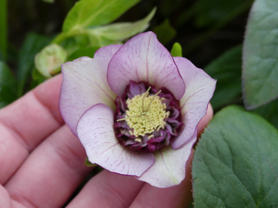2020-02-19 Helleborus x hybridus 2.jpg