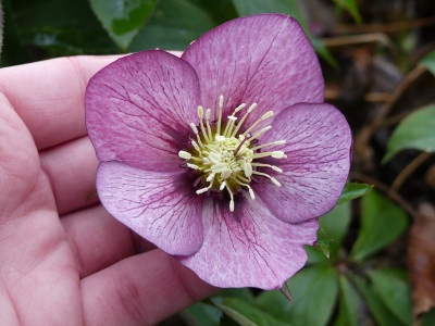 2020-02-19 Helleborus x hybridus 4.jpg