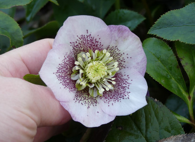 2020-02-19 Helleborus x hybridus 5.jpg