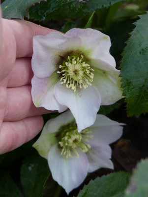 2020-02-19 Helleborus x hybridus 6.jpg