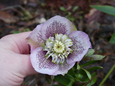 2020-02-19 Helleborus x hybridus 7.jpg