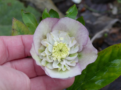2020-02-19 Helleborus x hybridus 8.jpg