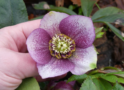 2020-02-19 Helleborus x hybridus 9.jpg