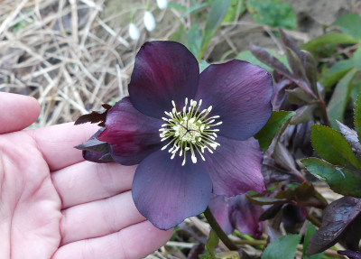 2020-02-19 Helleborus x hybridus 10.jpg