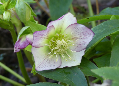 2020-02-19 Helleborus x hybridus 12.jpg
