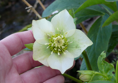 2020-02-19 Helleborus x hybridus 14.jpg