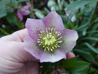 2020-02-19 Helleborus x hybridus 15.jpg