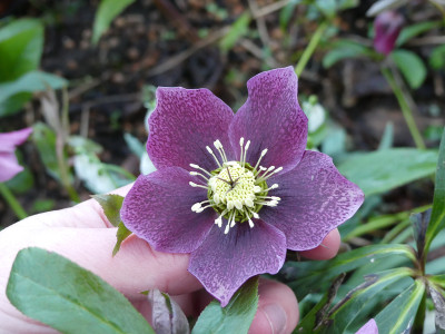 2020-02-19 Helleborus x hybridus 16.jpg