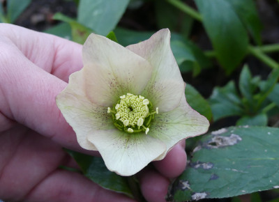 2020-02-19 Helleborus x hybridus 17.jpg