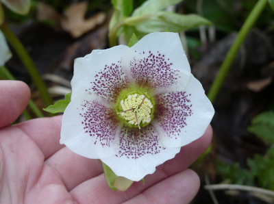 2020-02-19 Helleborus x hybridus 18.jpg