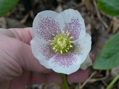 2020-02-19 Helleborus x hybridus 20.jpg