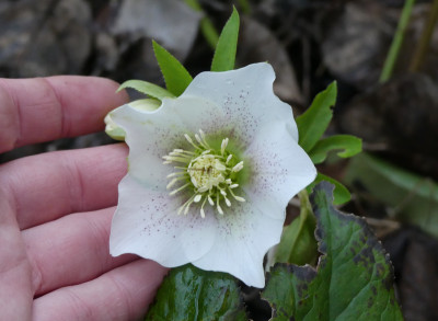 2020-02-19 Helleborus x hybridus 21.jpg