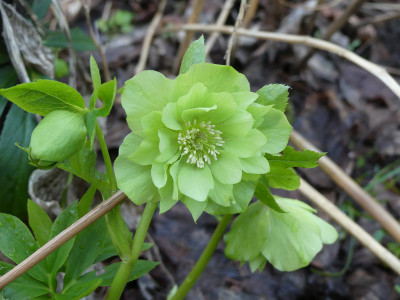2020-02-19 Helleborus x hybridus 22.jpg