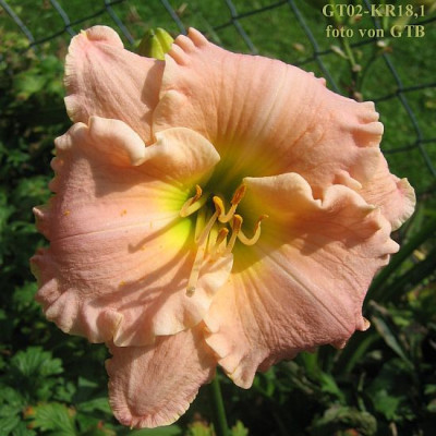 GT02-KR18.1_Lavender_Dusk_X_Sp_Heavenly_Frills__7003_r11.jpg