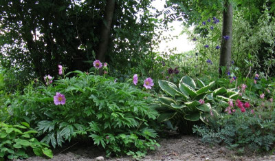 C31 Prinzip  paeonia veitchii var woodwardii (Garten).jpg