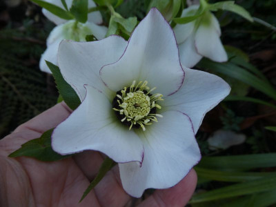 Helleborus weiß mit rotem Rand 200219 k.jpg