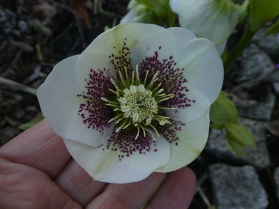 Helleborus gepunktet 200219 k.jpg
