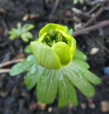 Eranthis hyemalis 'AaJR' 200219 k.jpg