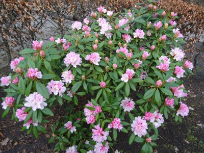 Rhododendron Christmas Cheer Februari 2020.jpg