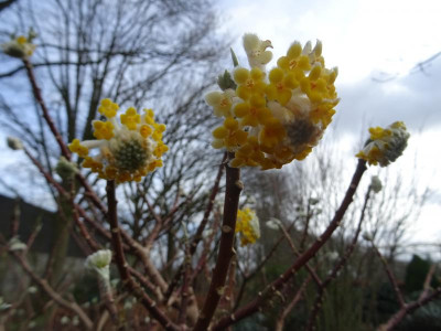 Edgeworthia chrysantha Grandiflora Februar 2020.JPG