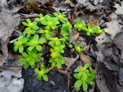 Hacquetia epipactis Februar 2020.JPG