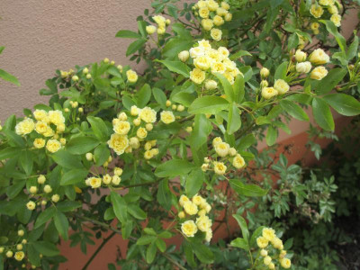 Rosa banksia-2.JPG