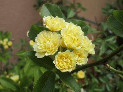 Rosa banksia-5.JPG